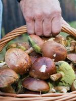 Сонник – собирать грибы белые, опята, грузди, подосиновики, лисички и шампиньоны