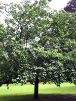 Тутовое дерево – что это такое, как выглядит, популярные сорта, где и как лучше сажать?