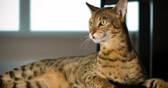 Кошка ашера – описание породы, история происхождения животного и особенности характера
