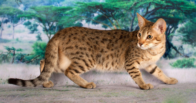 Кошка саванна – описание и особенности породы, отличие от сервала и основные черты характера