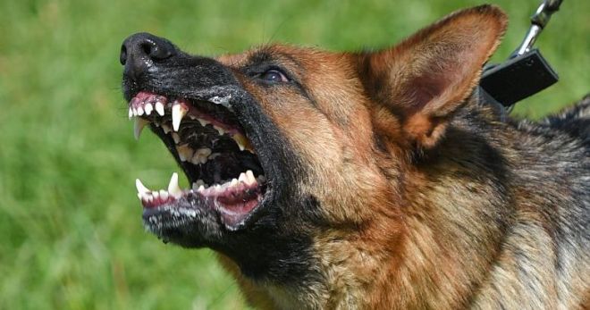 Отпугиватель собак – эффективен ли прибор, принцип действия, существующие виды