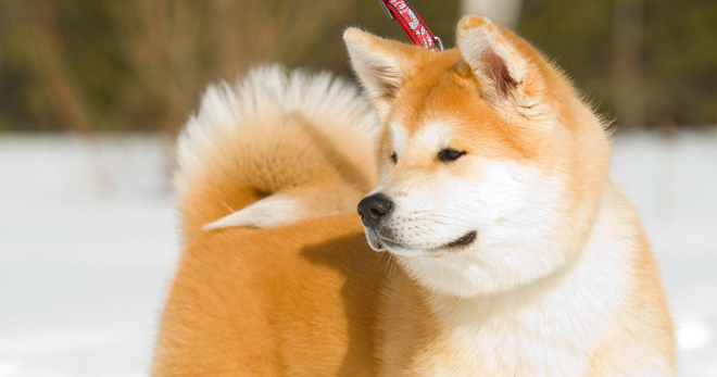 Порода собаки Хатико – как выглядит собака, основные окрасы, рекомендации по уходу и содержанию