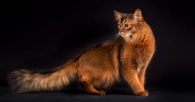 Кошка сомали – описание породы, существующие окрасы и цены на животных