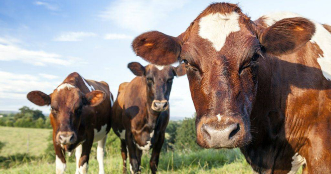 Породы коров – советы по выбору здорового животного, особенности основных видов
