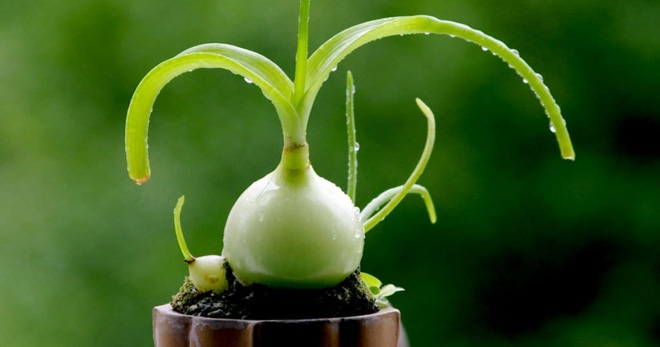 Индийский лук – как выглядит, можно ли его есть, как правильно сажать и ухаживать за растением?