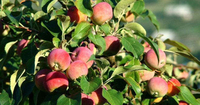 Яблоня конфетное – как выглядит и цветет, достоинства и недостатки, опылители