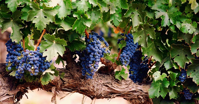 Виноград Изабелла – как выглядит, почему запрещен в Европе, основные характеристики