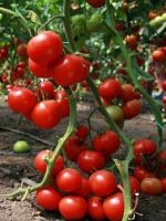 Чем поливать помидоры, чтобы быстрее краснели?