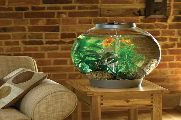 Выбираем аквариум или значение воды в доме по учениям фен-шуй