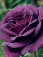 Чайно-гибридные розы – сорта