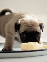 Чем кормить щенка - 1 месяц?
