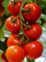 Что значит детерминантный сорт томатов?