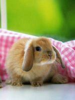 Декоративные кролики - уход и кормление 