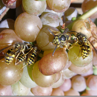 борьба с осами на винограднике