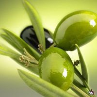 Чем полезны оливки