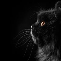 к чему снится черный кот