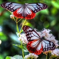 к чему снятся бабочки цветные