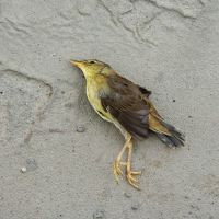 к чему снятся мертвые птицы