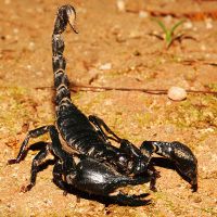 к чему снится черный скорпион