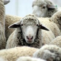 к чему снятся овцы