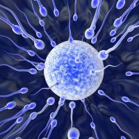 Признаки оплодотворения яйцеклетки