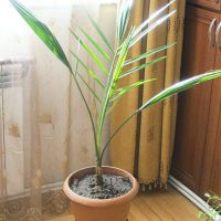 выращивание финиковой пальмы из косточки