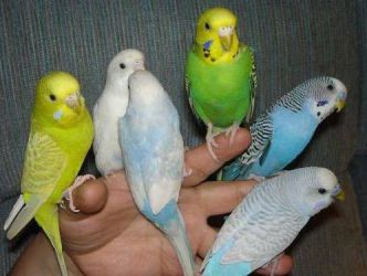 Домашние попугаи виды 8