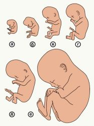 Эмбрион 2 недели