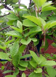 Листья лимонника полезные свойства