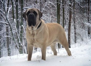 Самая большая собака в мире5