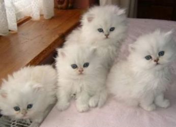 Самые маленькие кошки 4