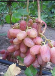 виноград виктор описание сорта