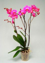 вредители орхидей