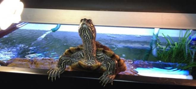 аквариум для черепахи