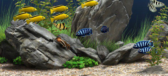 как ухаживать за рыбками в аквариуме