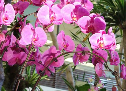 сад орхидей