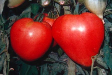 томат бычье сердце6