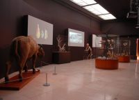 Музей доисторической антропологии. Выставка