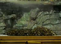 Донный фильтр для аквариума своими руками13