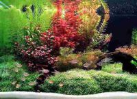 Искусственные растения для аквариума9