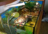 аквариум для черепахи 10