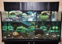 аквариум для черепахи 16