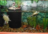 аквариум для черепахи 17