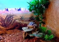 аквариум для черепахи 7