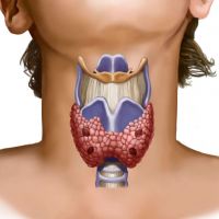 функции щитовидной железы
