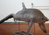Чучело акулы в Музее Таласса