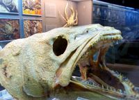Чучело рыбы в Музее Таласса