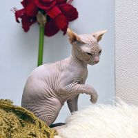 Лысая кошка