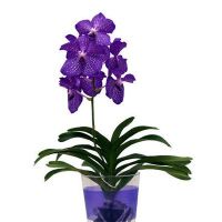 орхидея ванда синяя