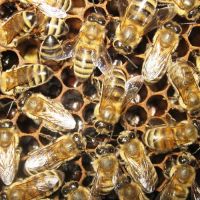 Пчелиный подмор - противопоказания